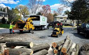 How Our Tree Care Process Works  in  Cynthiana, KY